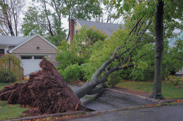 Neighbor's tree fallen across a backyard fence after a storm.