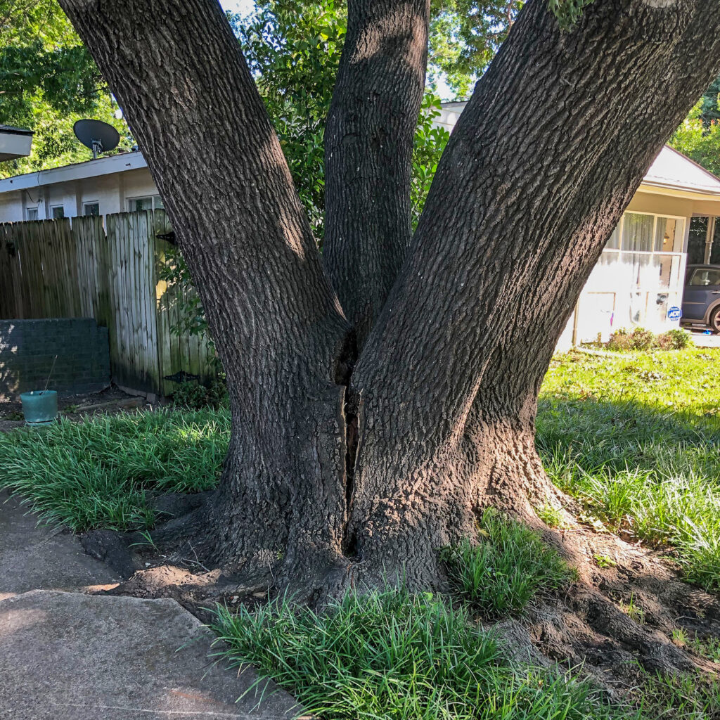 Dead oak tree marked for removal in a Toms River, NJ backyard.